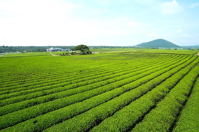10day Small Group Discover Korea Tour : History, Food and Culture - Day 7-8 Seoul arc: Suwon fortress, Gyeongbokgung, Insadong, Bukchon, and markets