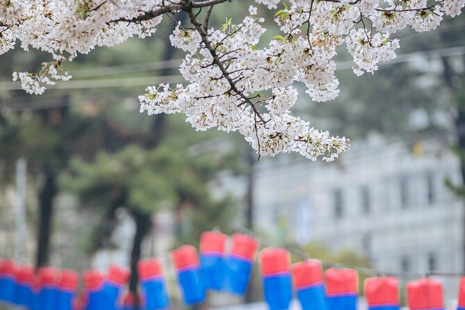 2025 Cherry Blossom East Day Tour in Jeju with UNESCO - Why Jeju’s east cherry blossoms feel different