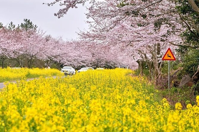 2025 Cherry Blossom East Day Tour in Jeju with UNESCO - Stop 1: Jeju Jeonnonglo Beojkkochgeoli and Jeon Nong-ro at night