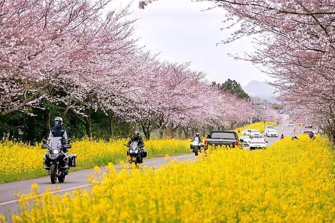 2025 Cherry Blossom East Day Tour in Jeju with UNESCO - Price and value: what $82.05 covers, and what you still need