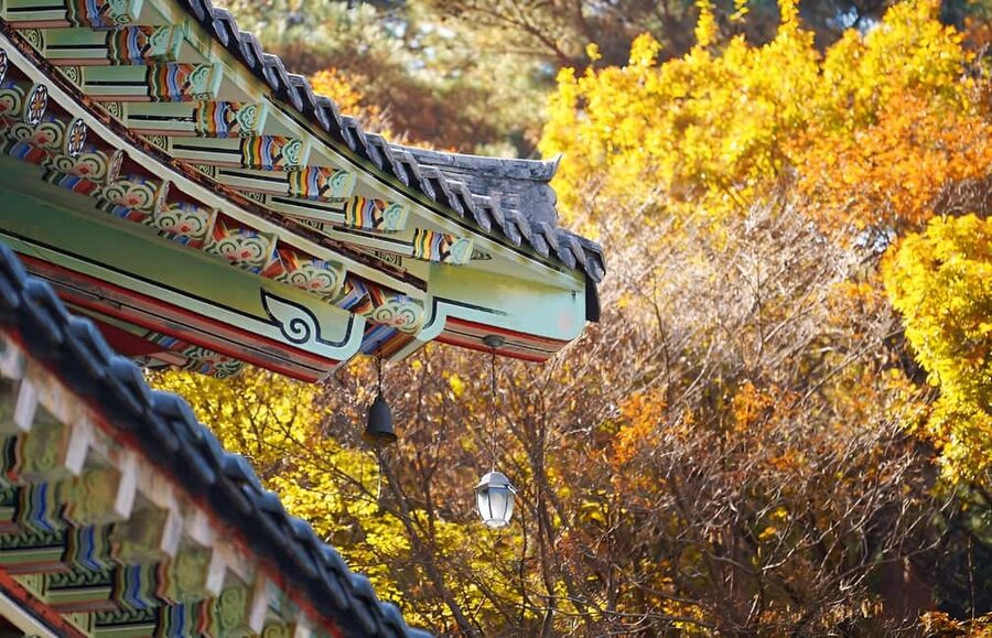 2025 Jeju Autumn Tour with Pink Muhly Festival - Quick reasons this tour works so well