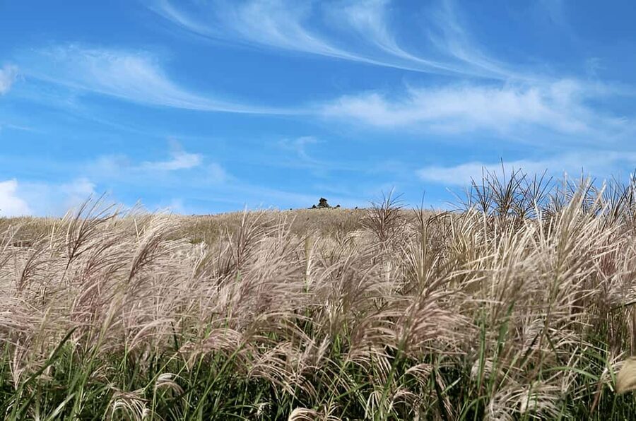 2025 Jeju Autumn Tour with Pink Muhly Festival - Hotel pick-up, airport logistics, and the small choices that affect your comfort