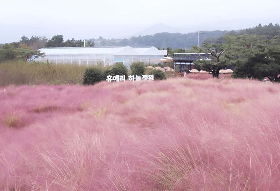 2025 Jeju Autumn Tour with Pink Muhly Festival - Seongsan Ilchulbong hike: UNESCO-level views and the Haenyeo show