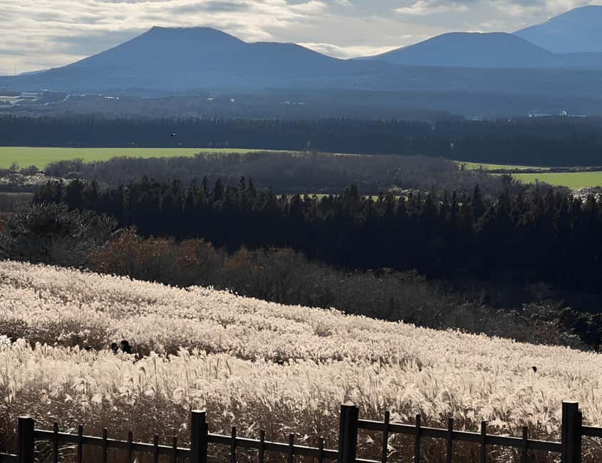 2025 Jeju Autumn Tour with Pink Muhly Festival - Ilchul Land and Micheon Cave: lava tubes as the science side of Jeju
