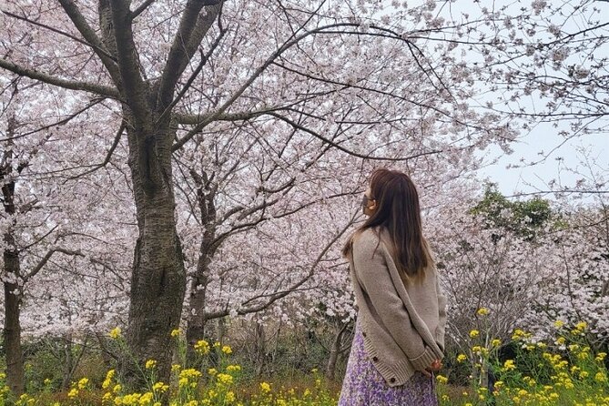2025 JEJU Cherry Blossom West&South Full Day Tour with UNESCO - Key highlights before you go