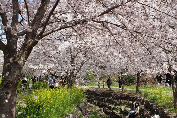 2025 JEJU Cherry Blossom West&South Full Day Tour with UNESCO - A fast, smart way to see Jeju’s south in one day