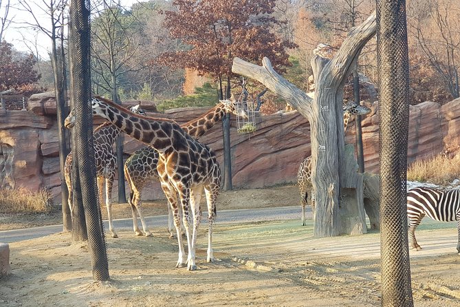 Admission to Everland Theme Park with Transport from Seoul - Entering Everland: Global Fair First, Then Your Real Decisions