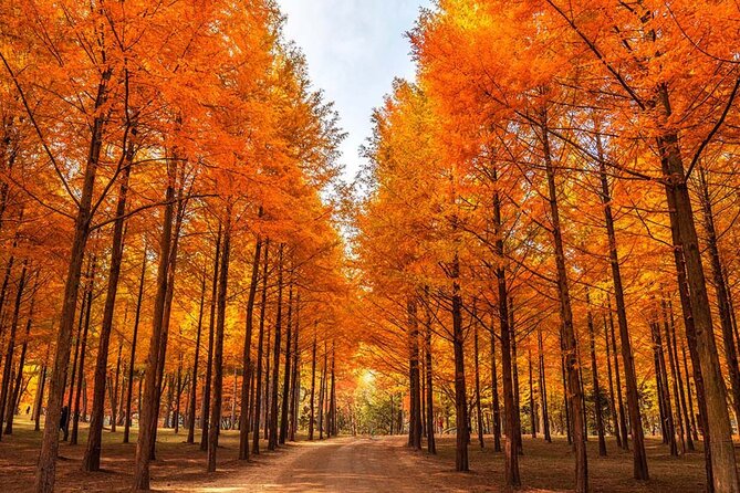 Alpaca, Nami, Petite Fr, Italian Village, Garden of Morning Calm - Nami Island and Winter Sonata Trees: Two Hours Well Spent