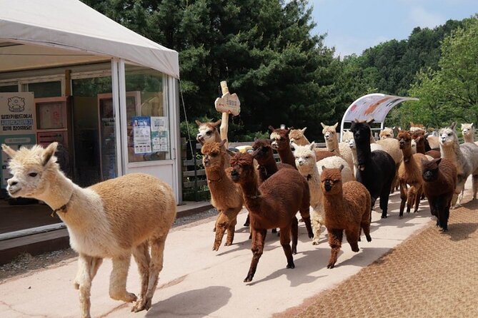 Alpaca World and Nami Island with Gangchon Rail Bike Tour - Who This Tour Fits Best (and Who Might Skip It)