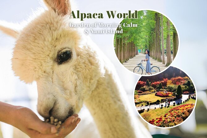 Alpaca World & Nami Island & Garden of Morning Calm One Day Tour - Why this day trip works: alpacas, storybook trees, and a calm garden