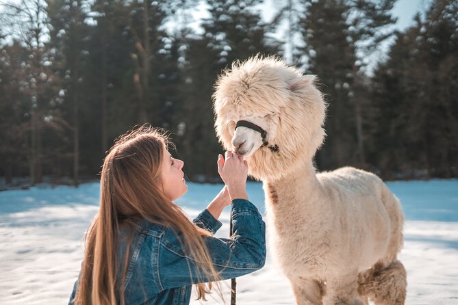 Alpaca World & Nami Island & Garden of Morning Calm One Day Tour - Price and logistics: what $78.52 really buys you