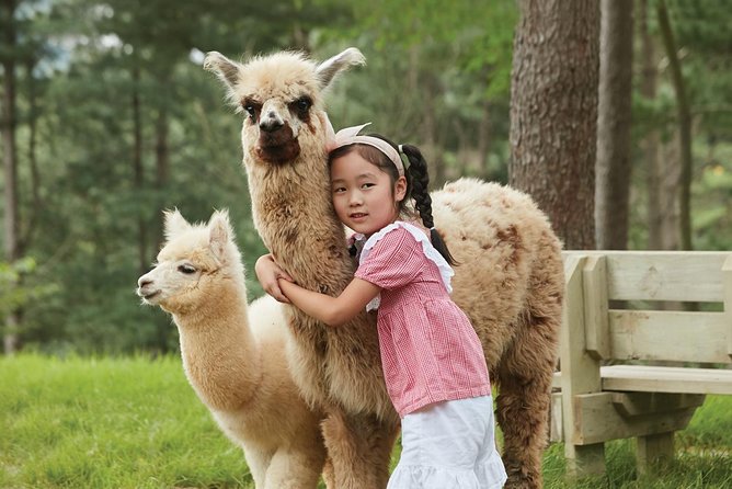 Alpaca World, Railbike and Vivaldi Park Experiences from Seoul - Pace and timing: a long day that still feels organized
