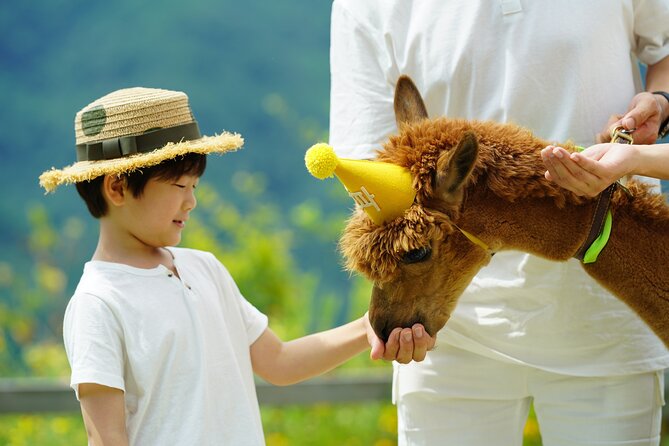 Alpaca World Tour with Nami Island (optional Railbike or Garden) - Alpaca World: more than photos, it is the animal interaction stop