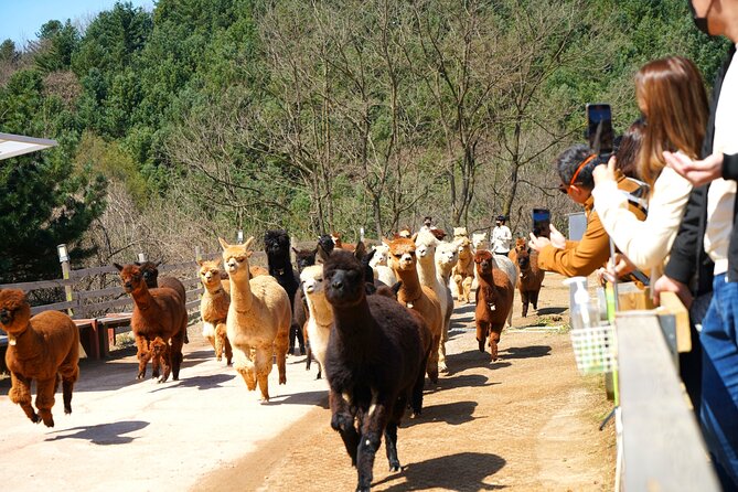 Alpaca World Tour with Nami Island (optional Railbike or Garden) - Rail bike, bikes, gardens: how to pick the right combo for your trip