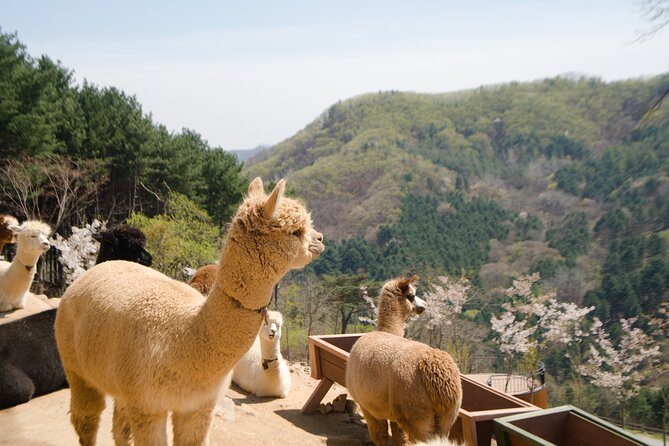 Alpaca World Tour with Nami Island (optional Railbike or Garden) - Nami Island: tree-lined walks, bikes, and an easy lunch break
