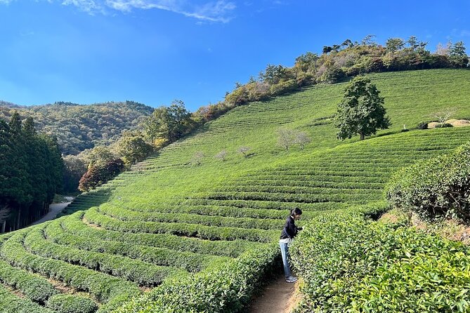 Boseong Tour : Green Tea Field, Mountain & Lake Trail (Private) - Daehan Dawon green tea fields and the observatory walk