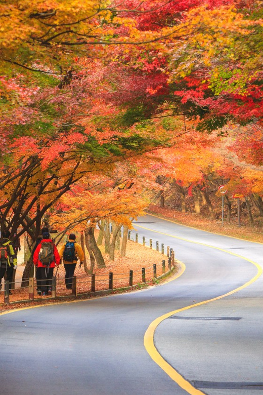 Busan: Naejangsan National Park Autumn Foliage One Day Tour - A One-Day Autumn Escape From Busan: What the Timing Really Feels Like
