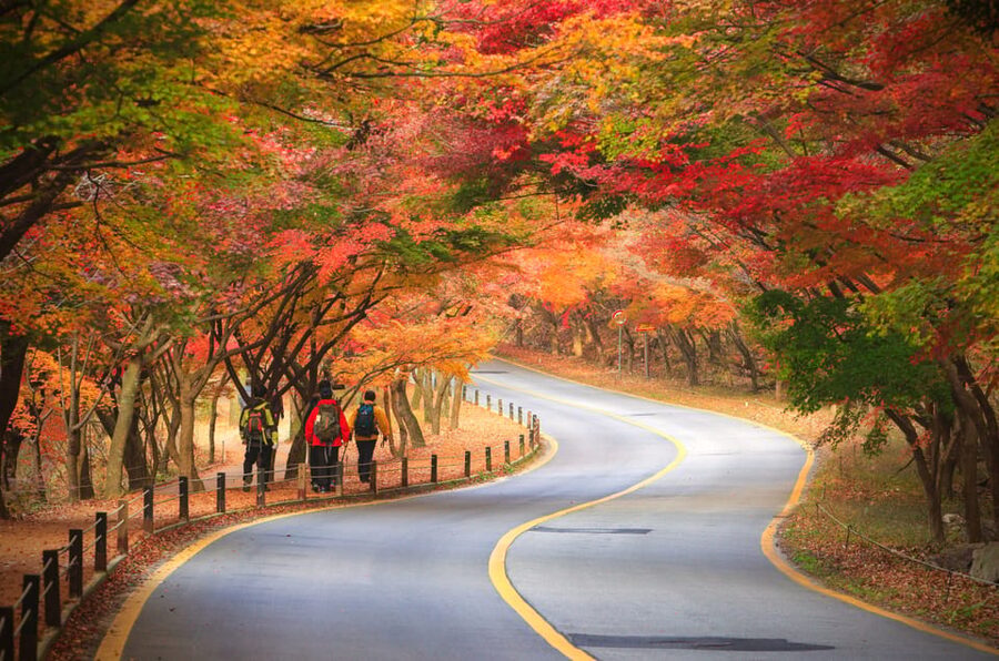Busan: Naejangsan National Park Autumn Foliage One Day Tour - Guided Walk Routes to Naejangsa Temple, Then Your Own Pace