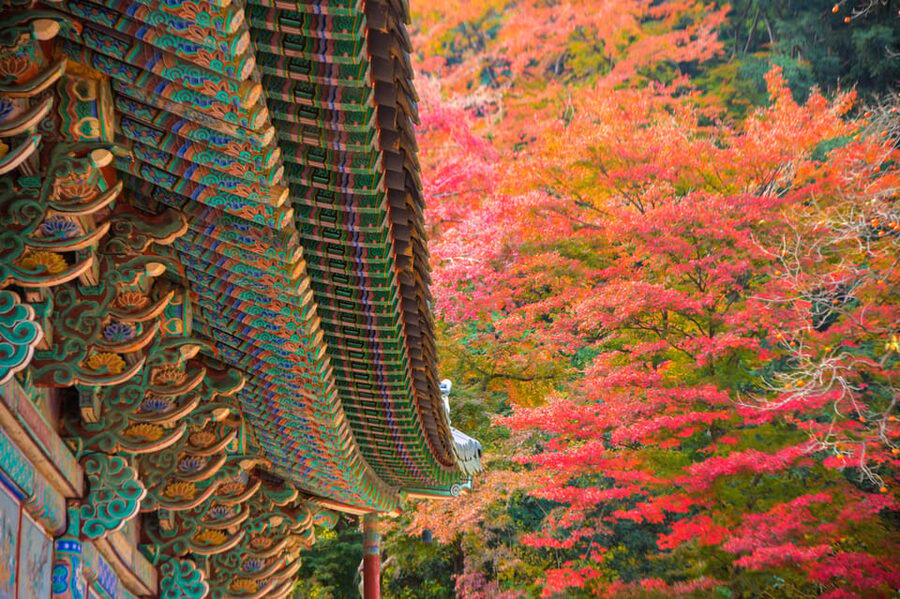 Busan: Naejangsan National Park Autumn Foliage One Day Tour - Lunch, Break Time, and How to Plan Your Free Hours