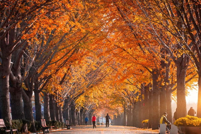 Busan: Naejangsan National Park Autumn Foliage One Day Tour - Price and Logistics: Is $46 Good Value?