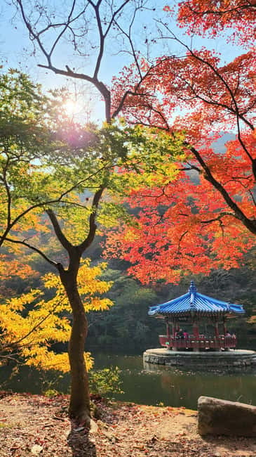 Busan: Naejangsan National Park Autumn Foliage One Day Tour - Who Should Book This Day Trip