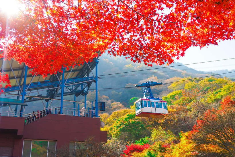 Busan: Naejangsan National Park Autumn Foliage One Day Tour - Should You Book This Naejangsan Autumn Foliage Tour?