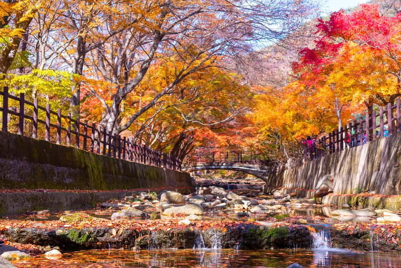Busan: Naejangsan National Park Autumn Foliage One Day Tour - FAQ