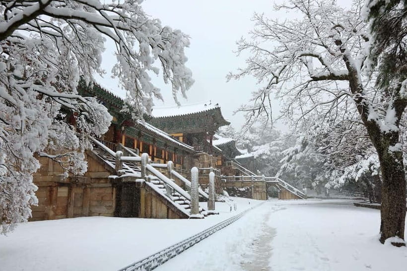 Busan: Winter Healing Park and (Gyeongju/Daegu) One Day Tour - Who This Tour Fits Best