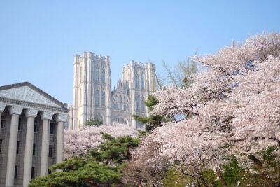 Chasing Cherry Blossom & Spring Flowers Day Tour from Seoul