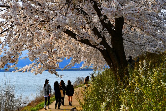 Chasing Cherry Blossom & Spring Flowers Day Tour from Seoul - The Three Blossom Stops: What You’ll Actually Do at Each