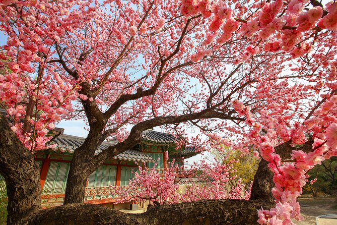 Chasing Cherry Blossom & Spring Flowers Day Tour from Seoul - Time Management, Weather, and What to Pack