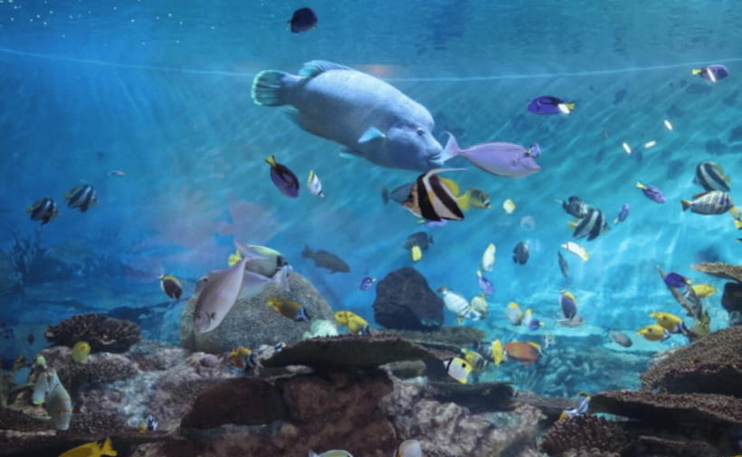 Coex Aquarium Entry Ticket - Where COEX Aquarium fits in Seoul’s Gangnam area