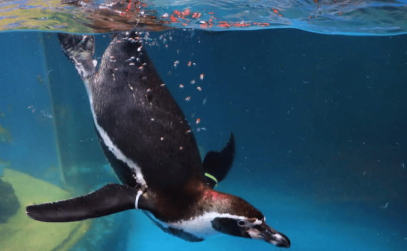 Coex Aquarium Entry Ticket - How the aquarium is organized, so you don’t waste time