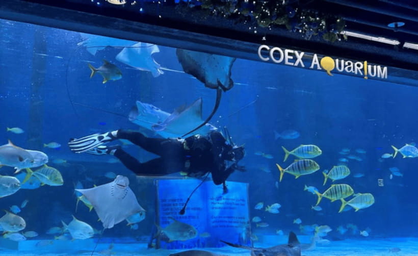 Coex Aquarium Entry Ticket - Shark power: 40-plus species in colossal tanks