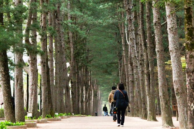 Day Trip to Nami Island with Rail bike and The Garden of Morning Calm - Nami Island at your pace: 3.5 hours on the tree-lined routes