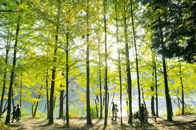 Day Trip to Nami Island with Rail bike and The Garden of Morning Calm - Should you book this tour?