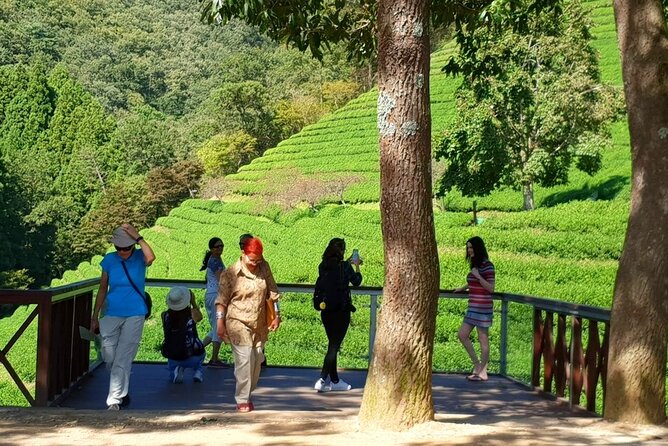 Discover Western Korea in 4days: All-Inclusive Experience - Day 3 in Boseong and Suncheon: Tea Terraces to Coastal Wetlands