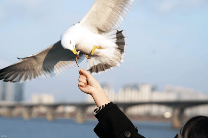 Eland Han River Cruise & Ashley Marine Buffet - From Yeouido Dock: How the Timing Really Works