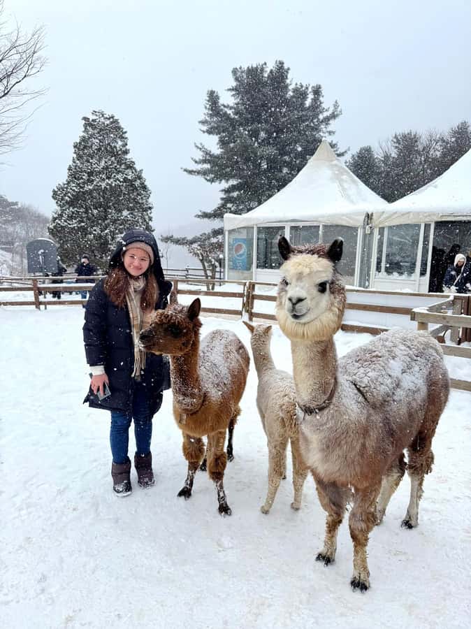 Eobi Ice Valley & Nami (+ Light Festival, Railbike, Alpaca) - Garden of Morning Calm Light Festival: Twinkling Walks in the Cold