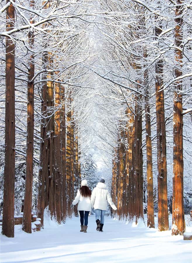 Eobi Ice Valley & Nami (+ Light Festival, Railbike, Alpaca) - Nami Island: Winter Sonata Feel, Tree Walks, and Photo Rhythm