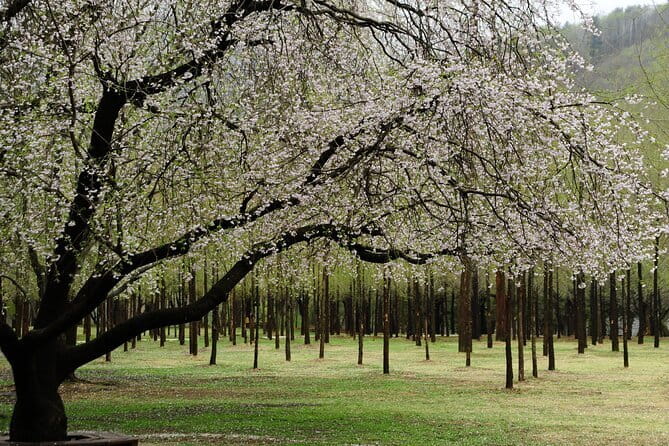 Eobi+Nami+Hanbok Tour with Rail Bike or Strawberry Option - A one-day Seoul loop built for winter photos