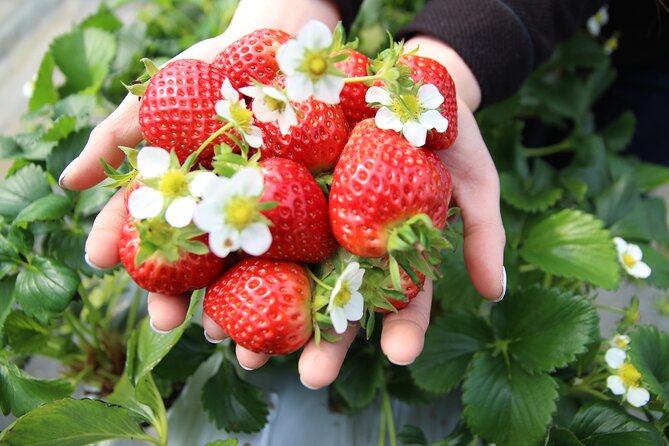 Eobi Valley(Winter), Strawberry, Nami Island & Railbike fr Seoul - Yangsu-ri Strawberry Farm: One Hour to Pick, then Jam-Make