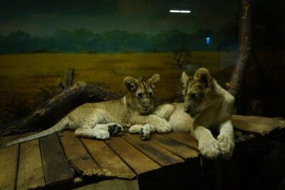 EVERLAND “From Hotel to Hotel” [Premium Private Tour: Only One Group for You]