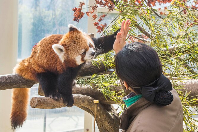 Everland Theme Park Admission Ticket with Transfer from Seoul - Private Seoul Transfers That Actually Reduce Stress