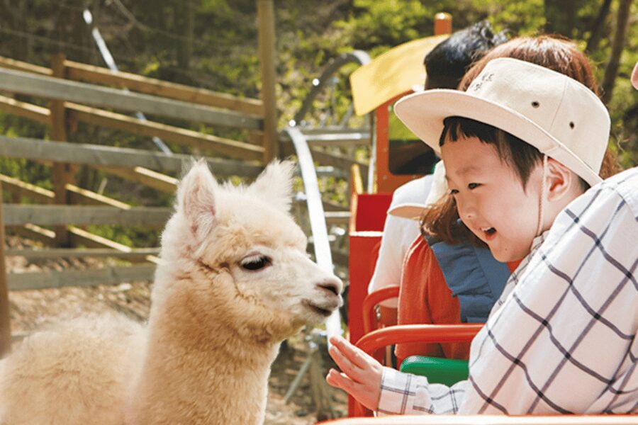 From Seoul: Full Day Trip to Alpaca Farm with Rail Bike - Who should book, and who should skip