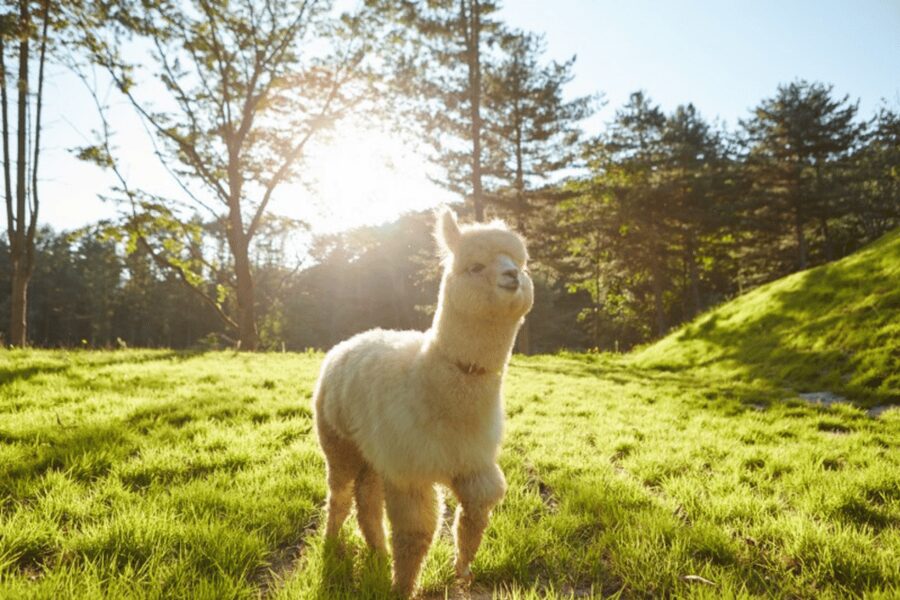 From Seoul: Full Day Trip to Alpaca Farm with Rail Bike - Alpaca World: feeding, walking, and the whole barnyard