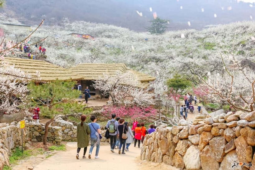 From Seoul: Korea Spring Cherry Blossom Day Tour - Quick takeaways before you go