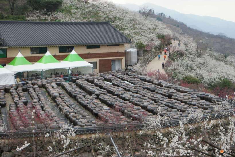 From Seoul: Korea Spring Cherry Blossom Day Tour - A Long Cherry Blossom Loop From Seoul (16 Hours, Clear Tradeoffs)