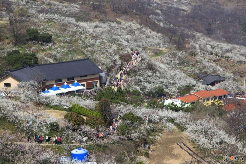 From Seoul: Korea Spring Cherry Blossom Day Tour - Donghaksa Temple Cherry Blossoms Framing the Stonework