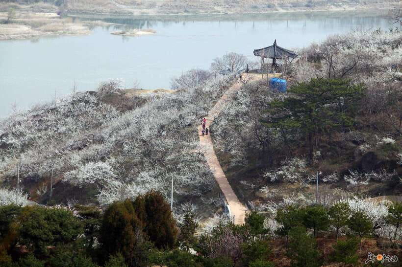 From Seoul: Korea Spring Cherry Blossom Day Tour - Gwangyang Maehwa Village, White Plum Blossoms by the Seomjin River